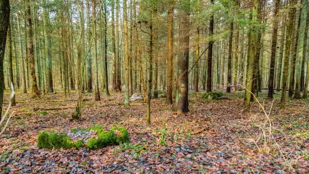 Kamienie ofiarne w okolicach jeziora Kruklin - zdjęcie 11