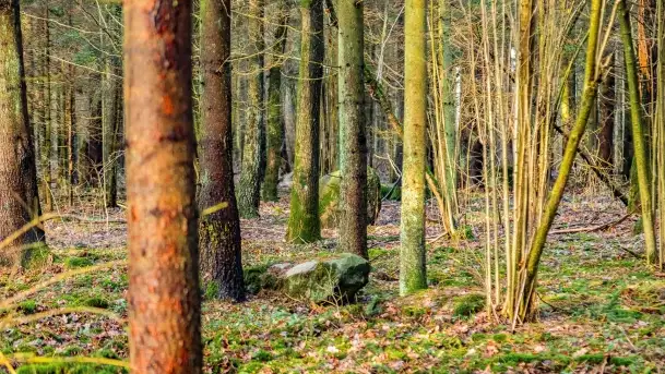 Kamienie ofiarne w okolicach jeziora Kruklin - zdjęcie 8