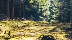 Wierzba i puszcza Piska, luty 2022 r. - zdjęcie 49