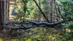 Wierzba i puszcza Piska, luty 2022 r. - zdjęcie 17