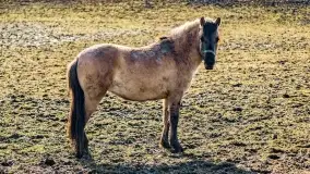 Wierzba i puszcza Piska, luty 2022 r. - zdjęcie 41