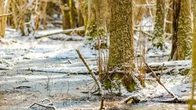 Zimowe migawki z puszczy Boreckiej, luty 2022 r. - zdjęcie 18