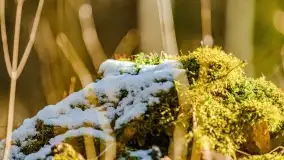 Zimowe migawki z puszczy Boreckiej, luty 2022 r. - zdjęcie 22