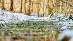 Zimowe migawki z puszczy Boreckiej, luty 2022 r. - zdjęcie 8