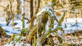 Zimowe migawki z puszczy Boreckiej, luty 2022 r. - zdjęcie 15