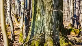 Rezerwat Sztynort u progu wiosny 2022 r. - zdjęcie 9