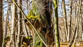 Rezerwat Sztynort u progu wiosny 2022 r. - zdjęcie 21