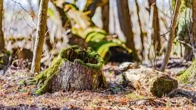 Rezerwat Sztynort u progu wiosny 2022 r. - zdjęcie 19