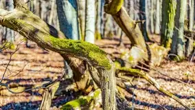 Rezerwat Sztynort u progu wiosny 2022 r. - zdjęcie 5