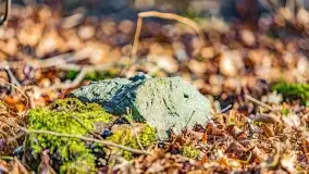 Rezerwat Sztynort u progu wiosny 2022 r. - zdjęcie 28