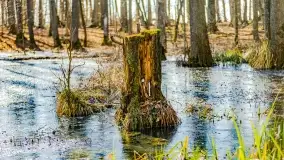 Rezerwat Sztynort u progu wiosny 2022 r. - zdjęcie 32