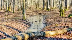 Rezerwat Sztynort u progu wiosny 2022 r. - zdjęcie 13