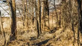 Jezioro Kirsajty i przedwiośnie - zdjęcie 15