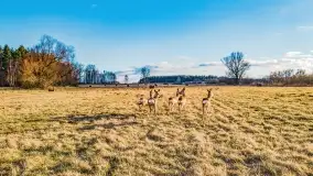 Zachód słońca nad jeziorem Tałty i kanałem Tałckim - zdjęcie 4