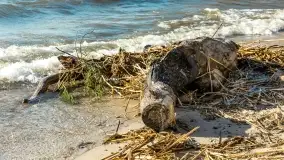 Wietrzny Dargin na początku wiosny - zdjęcie 40