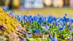 Kwitnące cebulice i wiosna w giżyckim parku - zdjęcie 1