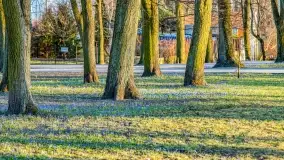 Kwitnące cebulice i wiosna w giżyckim parku - zdjęcie 10