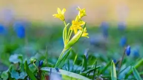 Kwitnące cebulice i wiosna w giżyckim parku - zdjęcie 9