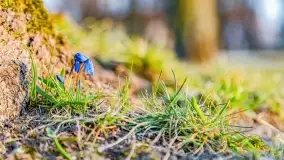 Kwitnące cebulice i wiosna w giżyckim parku - zdjęcie 12