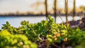 Zachód słońca nad jeziorem Bocznym, Leśna Keja - zdjęcie 29