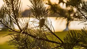 Ognisty Ptak przed kwietniowym zachodem słońca - zdjęcie 30