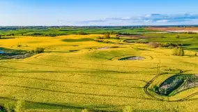 Złote, rzepakowe mazurskie pola z jeziorami w tle - zdjęcie 4