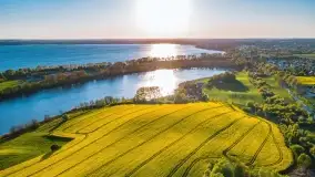 Złote, rzepakowe mazurskie pola z jeziorami w tle - zdjęcie 6