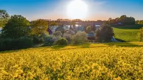 Złote, rzepakowe mazurskie pola z jeziorami w tle - zdjęcie 37