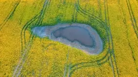 Złote, rzepakowe mazurskie pola z jeziorami w tle - zdjęcie 13