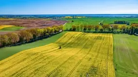 Złote, rzepakowe mazurskie pola z jeziorami w tle - zdjęcie 14