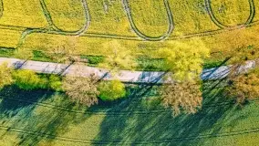 Złote, rzepakowe mazurskie pola z jeziorami w tle - zdjęcie 70