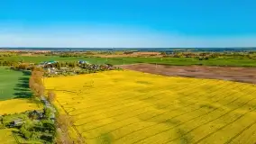 Złote, rzepakowe mazurskie pola z jeziorami w tle - zdjęcie 69