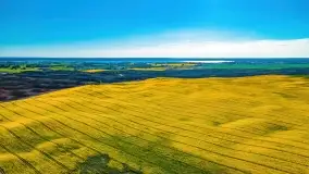 Złote, rzepakowe mazurskie pola z jeziorami w tle - zdjęcie 52