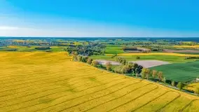 Złote, rzepakowe mazurskie pola z jeziorami w tle - zdjęcie 97