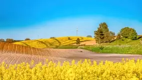 Złote, rzepakowe mazurskie pola z jeziorami w tle - zdjęcie 92