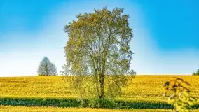 Złote, rzepakowe mazurskie pola z jeziorami w tle - zdjęcie 24