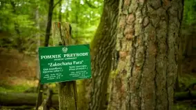 Fotorelacja -  Ogólnopolski Dzień Parków Krajobrazowych w Puszczy Piskiej - zdjęcie 17