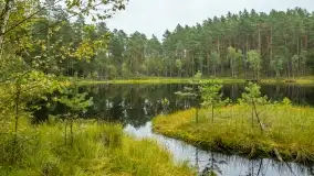 Fotorelacja -  Ogólnopolski Dzień Parków Krajobrazowych w Puszczy Piskiej - zdjęcie 51