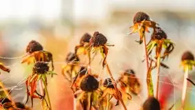 Poranek w Bocianim Gnieździe i te... mgły nad jeziorem Ryńskim - zdjęcie 14