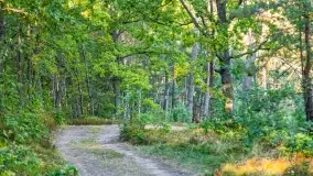 Jezioro Wesołek i puszcza Piska - zdjęcie 12