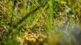 Jezioro Wesołek i puszcza Piska - zdjęcie 44