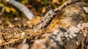 Jezioro Wesołek i puszcza Piska - zdjęcie 16