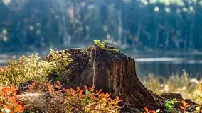 Jezioro Wesołek i puszcza Piska - zdjęcie 20