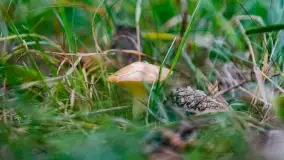 Nie-Sezon grzybowy na Mazurach dobiega do końca - zdjęcie 20