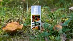 Nie-Sezon grzybowy na Mazurach dobiega do końca - zdjęcie 2