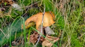 Nie-Sezon grzybowy na Mazurach dobiega do końca - zdjęcie 12