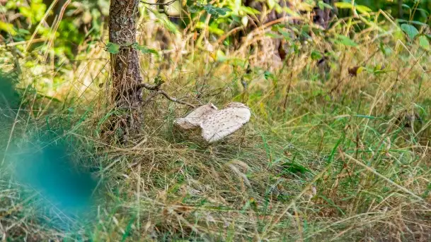 Nie-Sezon grzybowy na Mazurach dobiega do końca - zdjęcie 10