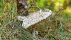 Nie-Sezon grzybowy na Mazurach dobiega do końca - zdjęcie 48