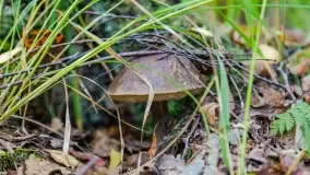 Nie-Sezon grzybowy na Mazurach dobiega do końca - zdjęcie 11