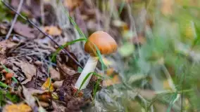 Nie-Sezon grzybowy na Mazurach dobiega do końca - zdjęcie 5